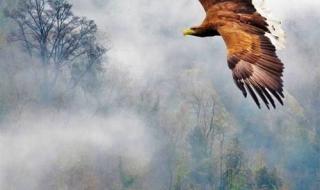 鹰的重生ppt 鹰的重生ppt